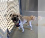 BRENDEN - Male Shih Tzu Dog for Adoption - Small photo