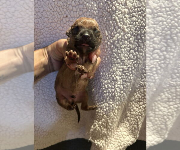 Medium Photo #2 Cairn Terrier-Dachshund Mix Puppy For Sale in San Diego , CA, USA