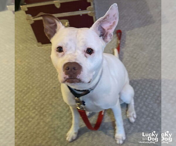 Medium Photo #8 American Pit Bull Terrier-Bulldog Mix Puppy For Sale in Washington, DC, USA