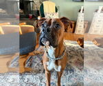 Small #1 Boxer