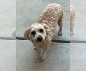 Butters - Male Poodle (Miniature) Dog for Adoption - Photo #2