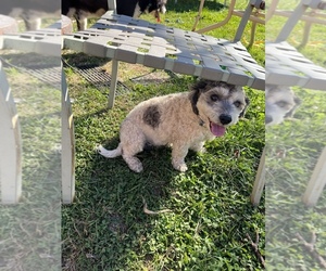 Maltichon-Unknown Mix Puppy for sale in GREENFIELD, IN, USA