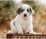 Small Photo #8 Pyredoodle Puppy For Sale in EVERGREEN, NC, USA