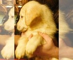 Small Photo #5 Golden Retriever Puppy For Sale in IDAHO SPRINGS, CO, USA