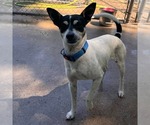 Small Fox Terrier (Toy)