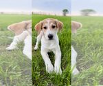 Small #2 Great Pyrenees-Red Heeler Mix
