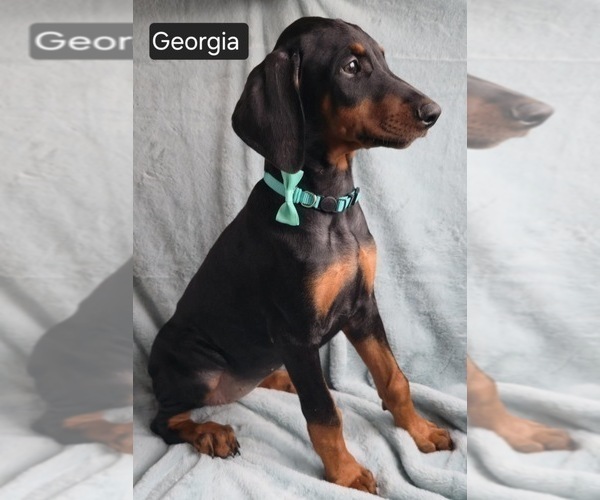 Medium Photo #2 Doberman Pinscher Puppy For Sale in POMEROY, OH, USA