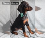 Small #1 Doberman Pinscher