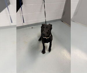 German Shepherd Dog-Unknown Mix Dogs for adoption in St. Cloud, FL, USA