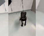 Small German Shepherd Dog Mix