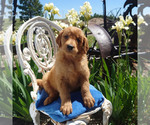 Puppy 6 Golden Retriever