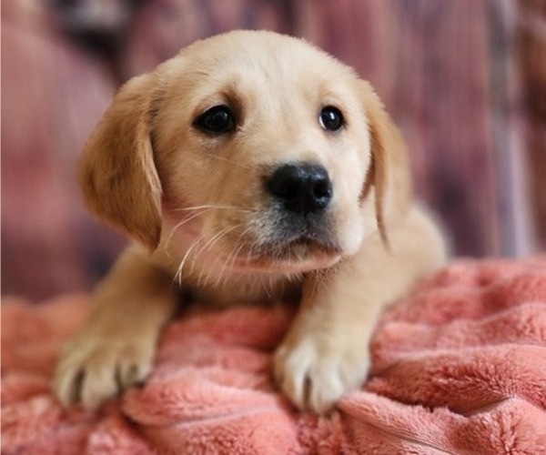 Medium Photo #1 Golden Labrador Puppy For Sale in SAYRE, PA, USA