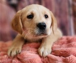 Image preview for Ad Listing. Nickname: Litter of 3