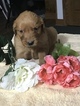 Small Photo #6 Golden Retriever Puppy For Sale in ALTONA, IN, USA