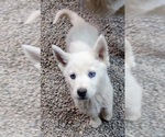 Small Photo #6 Siberian Husky Puppy For Sale in TUCSON, AZ, USA