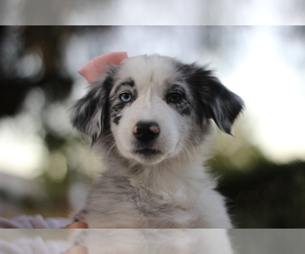 Medium Photo #1 Australian Shepherd Puppy For Sale in MODESTO, CA, USA