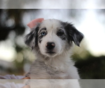 Small Australian Shepherd