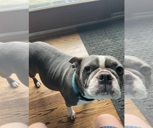 Mother of the Boston Terrier puppies born on 12/11/2022