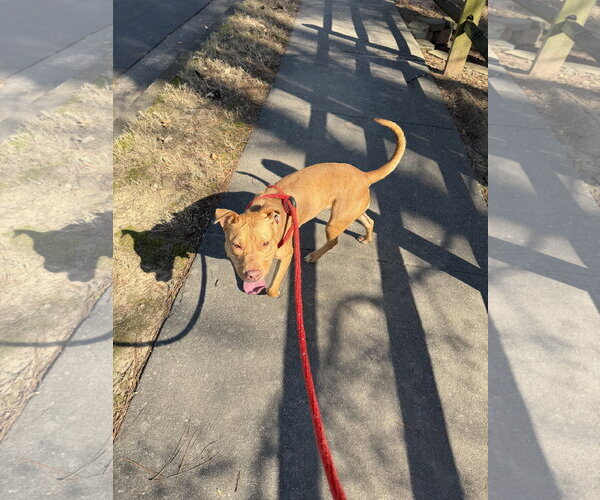 Medium Photo #16 American Staffordshire Terrier-Unknown Mix Puppy For Sale in Holly Springs, NC, USA