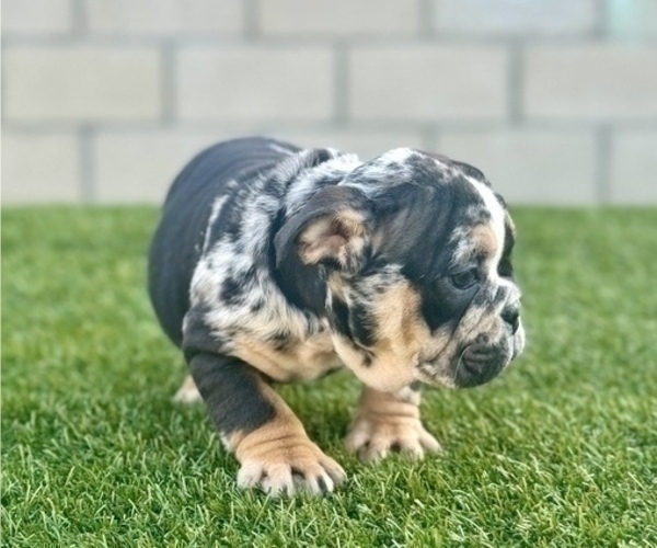 Medium Photo #3 English Bulldog Puppy For Sale in LONG BEACH, CA, USA