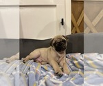Small Photo #1 Pug Puppy For Sale in COLTON, CA, USA