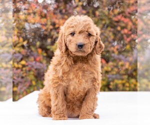 Goldendoodle-Poodle (Miniature) Mix Puppy for sale in MYERSTOWN, PA, USA