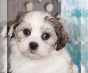 Zuchon Puppy for sale in MOUNT VERNON, OH, USA