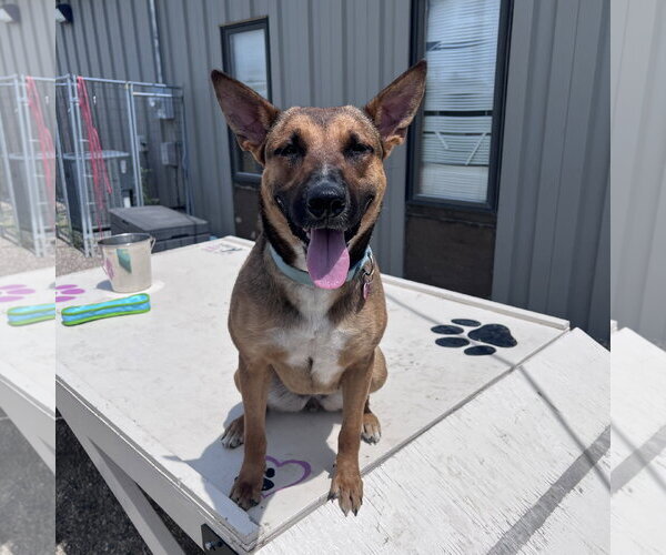 Medium Photo #19 Mutt Puppy For Sale in Fargo, ND, USA