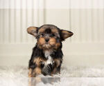 Small Photo #11 Yorkshire Terrier Puppy For Sale in WARSAW, IN, USA