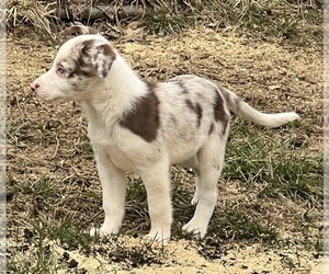 Border Collie Puppy for sale in BARDSTOWN, KY, USA