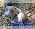 Small #9 American Pit Bull Terrier
