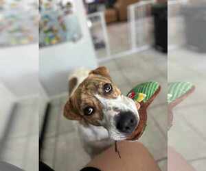 Rose - Female Mutt Dog for Adoption - Photo #5
