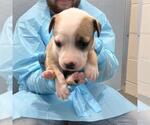 Small American Staffordshire Terrier Mix
