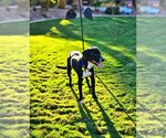 Small Photo #8 Lab-Pointer Puppy For Sale in Chandler, AZ, USA
