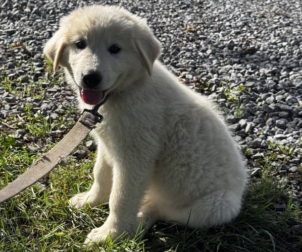 Medium Photo #3 Great Pyrenees Puppy For Sale in CANOGA, NY, USA