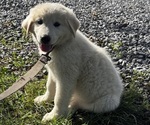 Small #2 Great Pyrenees