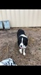 Small Photo #1 Australian Shepherd Puppy For Sale in BENTONVILLE, AR, USA