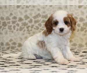 Cavapoo Puppy for sale in DENVER, PA, USA