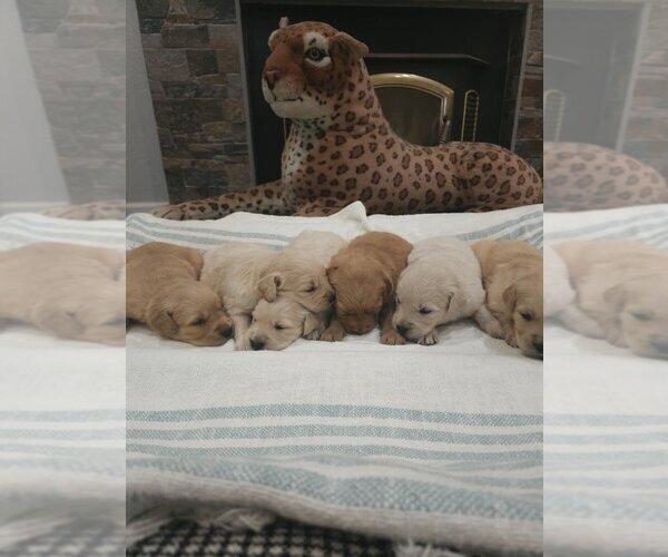 Medium Photo #7 Golden Retriever Puppy For Sale in SACRAMENTO, CA, USA