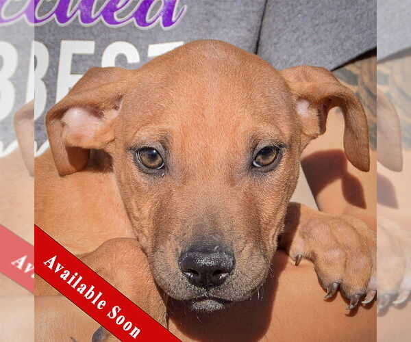 Medium Photo #1 American Staffordshire Terrier-Labrador Retriever Mix Puppy For Sale in Huntley, IL, USA