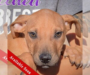 American Staffordshire Terrier-Labrador Retriever Mix Dogs for adoption in Huntley, IL, USA