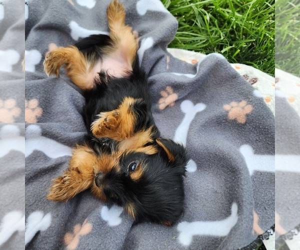 Medium Photo #5 Yorkshire Terrier Puppy For Sale in BURLINGTON, KY, USA