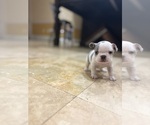 Small #3 French Bulldog