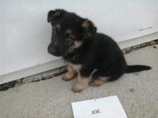 German Shepherd Dog Puppy for sale in NEW HAVEN, IN, USA