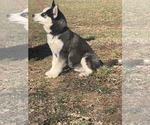 Small #4 Siberian Husky