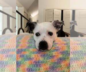 Mutt Dogs for adoption in Abbeville, LA, USA