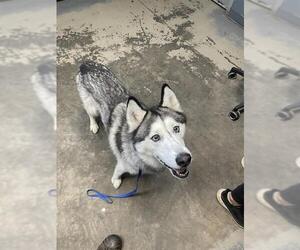 Siberian Husky Dogs for adoption in Tallahassee, FL, USA