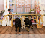 Small Photo #15 Goldendoodle Puppy For Sale in VALENCIA, CA, USA