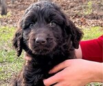 Small #3 Goldendoodle