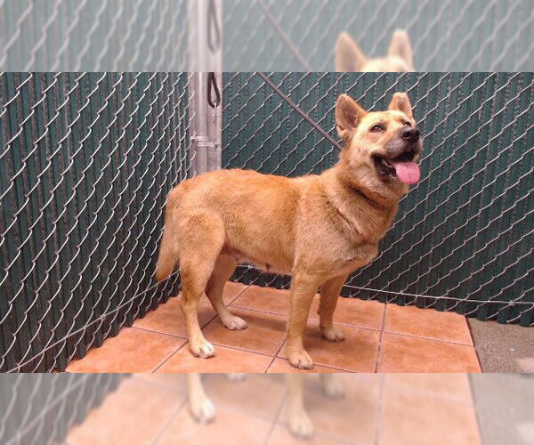 Medium Photo #1 Gerberian Shepsky Puppy For Sale in Downey, CA, USA